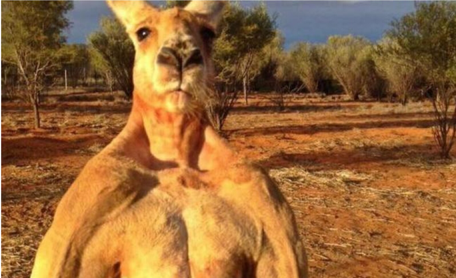 Muere Roger, "el canguro musculoso" que se hizo famoso por ser enorme
