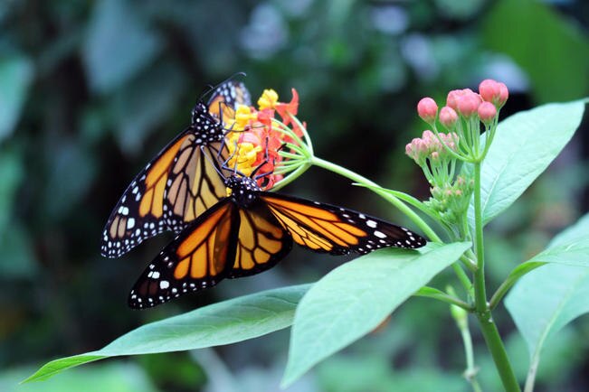 La mariposa Monarca cambió de ruta