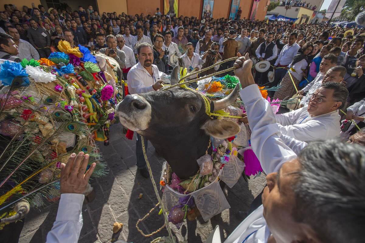 Tradición y fe en El Pueblito: Celebran el paseo del buey en Corregidora