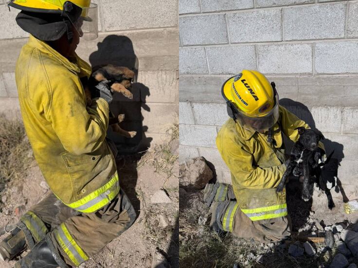 Rescatan a tres cachorros atrapados entre dos bardas en Pedro Escobedo
