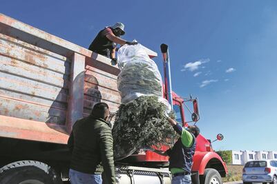 Aún estás a tiempo; en el municipio de El Marqués recolectarán pinos hasta el 28 de enero