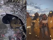 Rescatan a dos perritos que cayeron a un pozo en Tequisquiapan