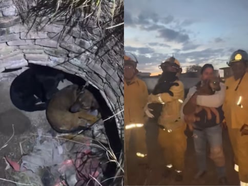 Rescatan a dos perritos que cayeron a un pozo en Tequisquiapan