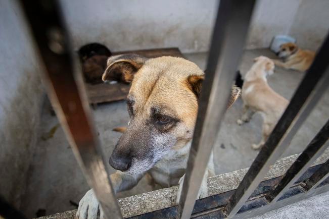 Atienden a mascotas a puerta cerrada