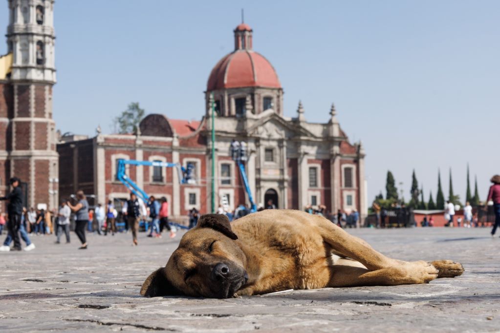 Perritos peregrinos son abandonados en la Basílica de Guadalupe. Foto: Yaretzy M. Osnaya/ EL UNIVERSAL