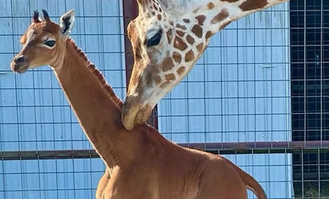 VIDEO. "Única en el mundo": nace en EUA jirafa... ¡sin manchas!