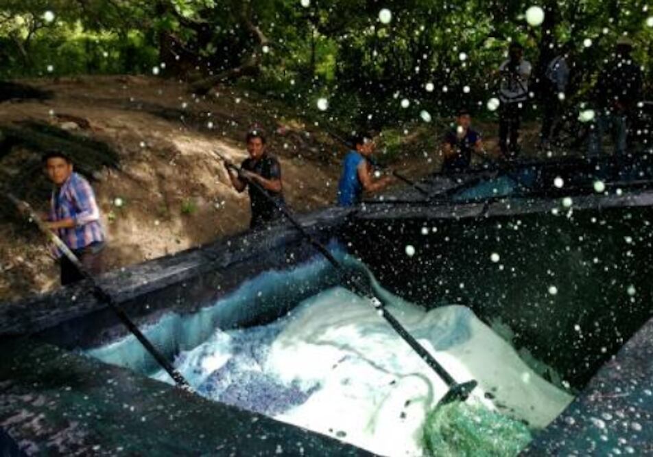 Los productores se enfrentan a una crisis, pues ha bajado el cultivo de la planta y por tanto la extracción. Foto: ROSELIA CHACA