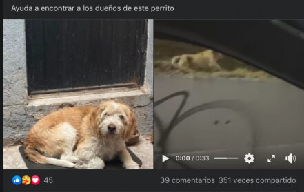 Perrito en adopción; andaba caminando en el Libramiento Sur Poniente en Querétaro 