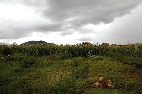 Sedea ve beneficios con el temporal 