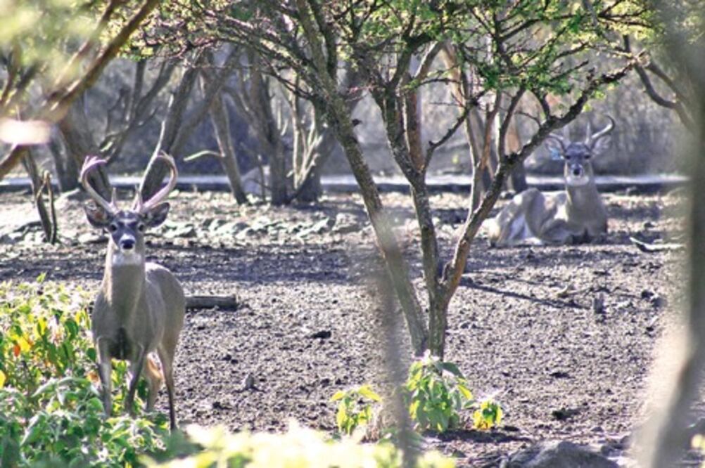 Padece El Cimatario exceso de venados