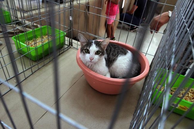 Tendrá Santa Rosa Jáuregui  nuevo centro de  control animal