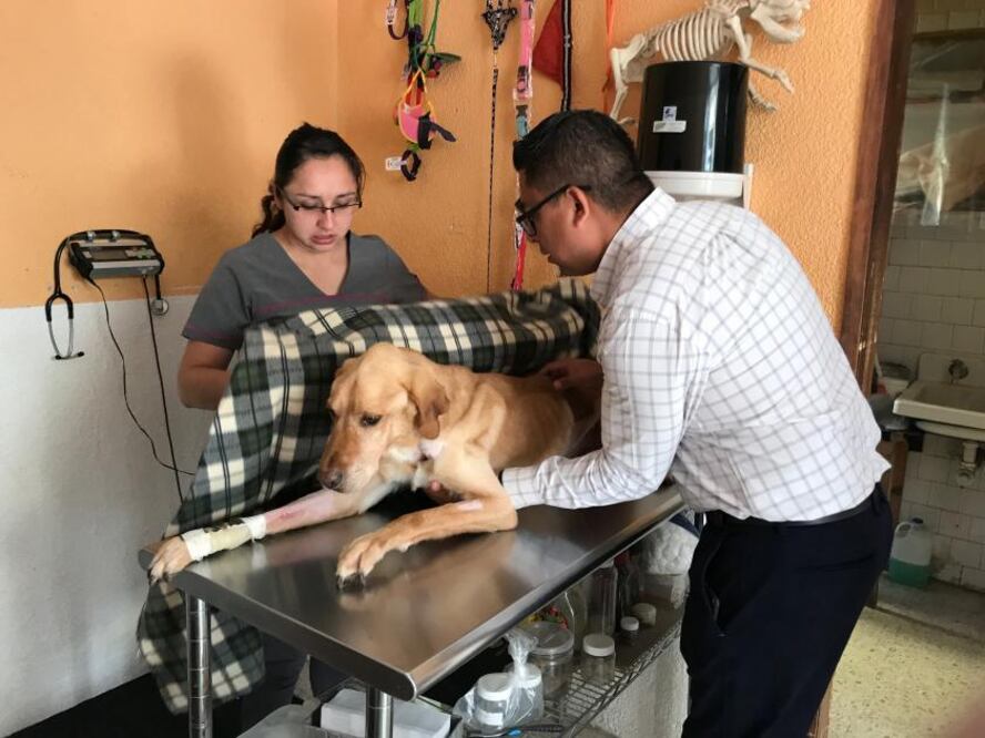 Con la fuerza de un dios del Olimpo, Zeus sobrevivió días, quizá semanas, sin tragar alimento ni beber agua. Pasó días y noches amarrado por el cuello en aquel pequeño patio, rodeado de su propia orina y excremento.