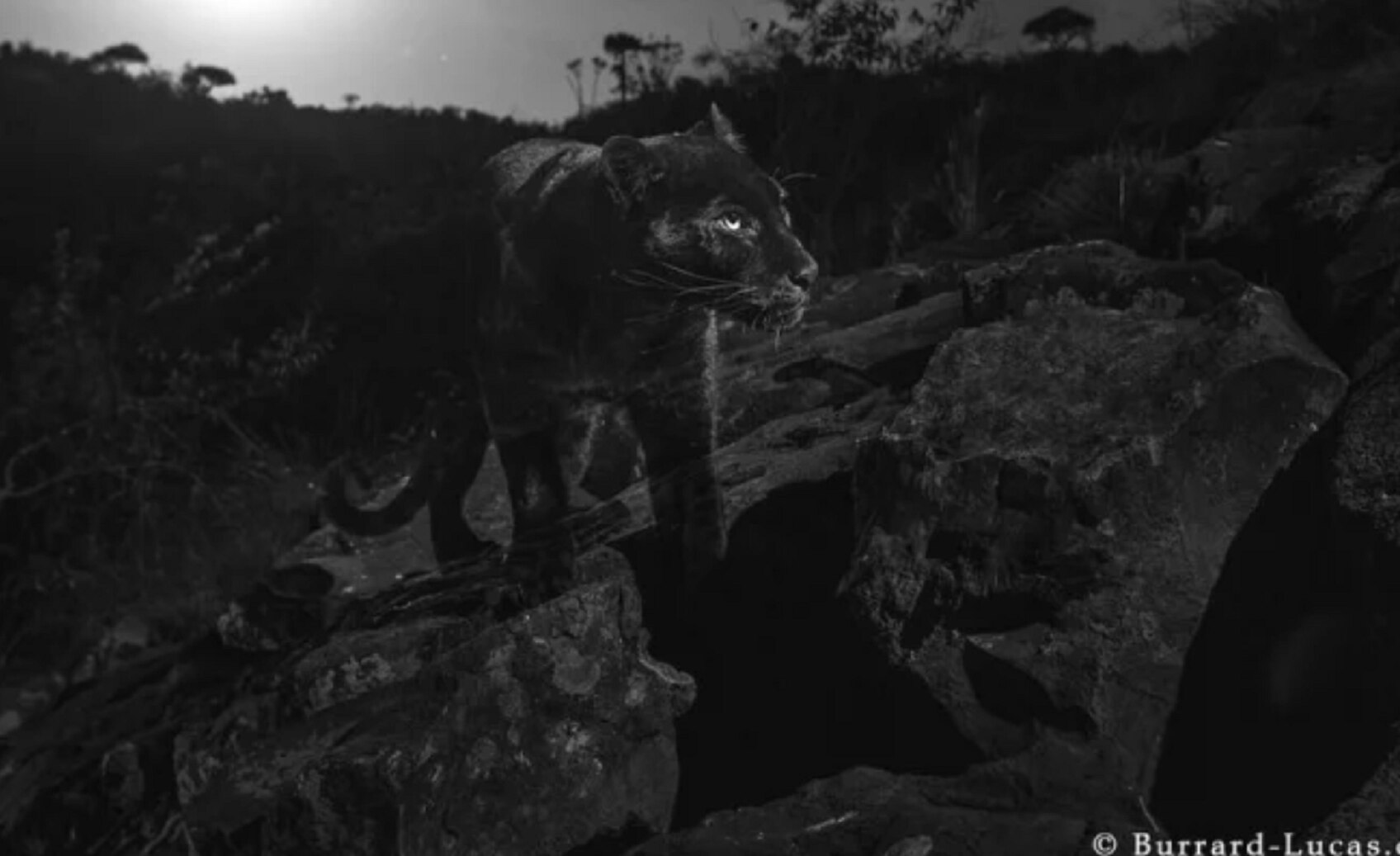 Logran fotografiar un leopardo negro, por primera vez en 100 años