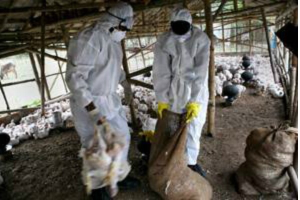 Querétaro, libre de tres males fitosanitarios