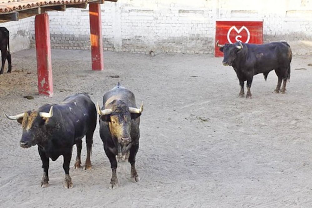 Crece expectativa por corrida de aniversario 