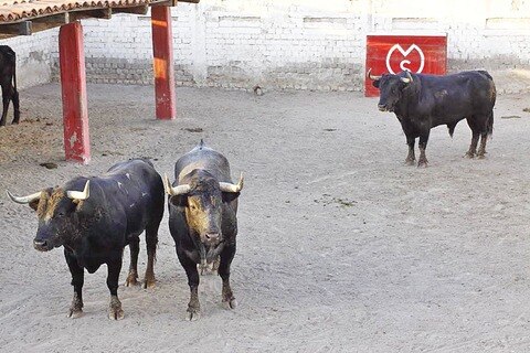 Crece expectativa por corrida de aniversario