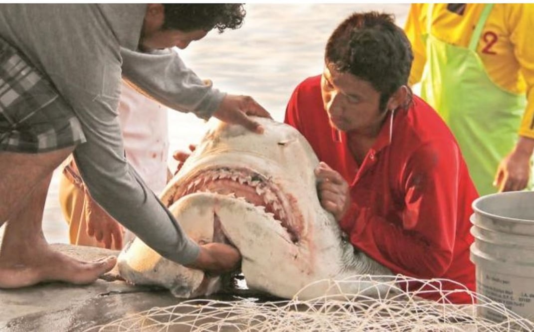 Foto: Archivo. EL UNIVERSAL