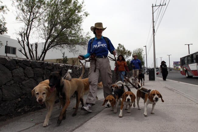 Crearán ley para el cuidado y protección de las mascotas