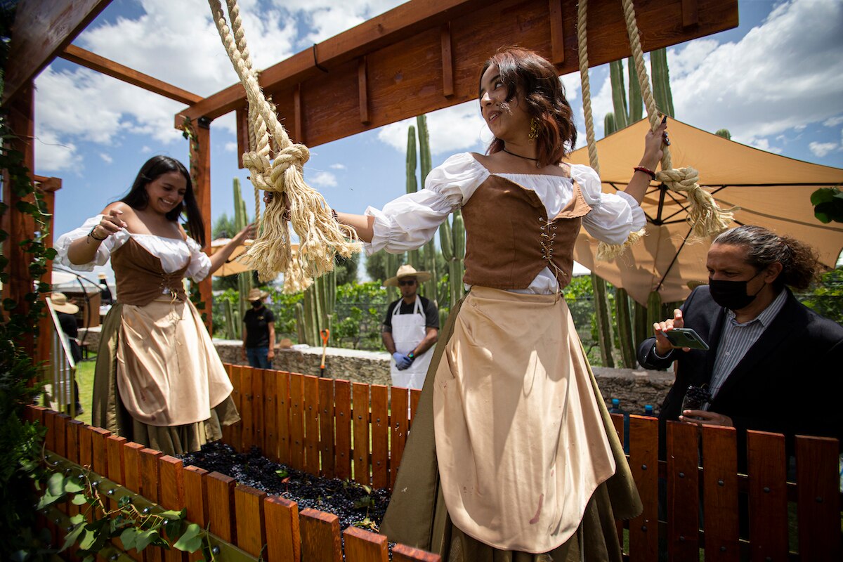 Vuelve la tradicional vendimia a Freixenet