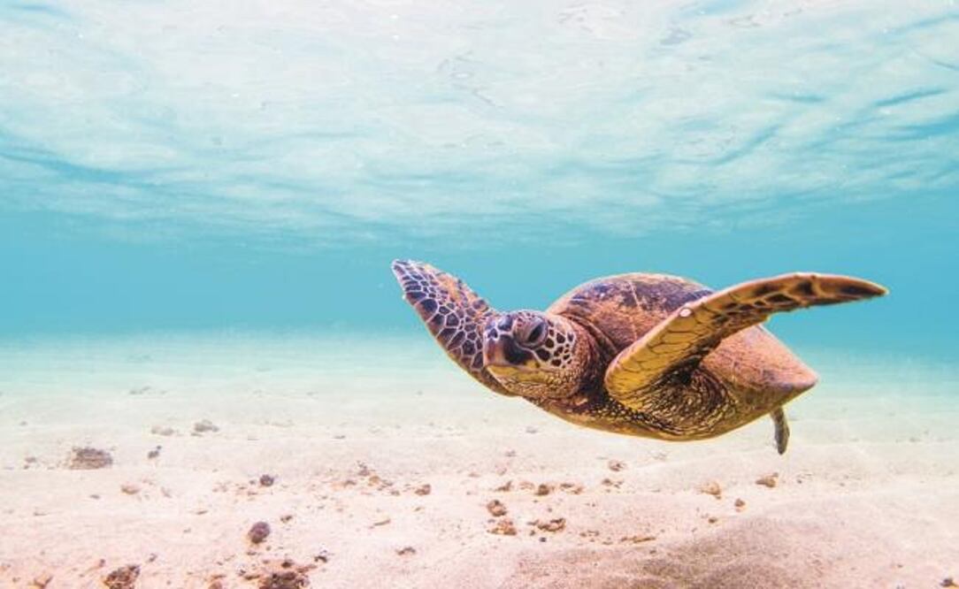 El Día Mundial de los Océanos fue creado en 1992 y oficializado por las Naciones Unidas en 2009. Foto: Archivo