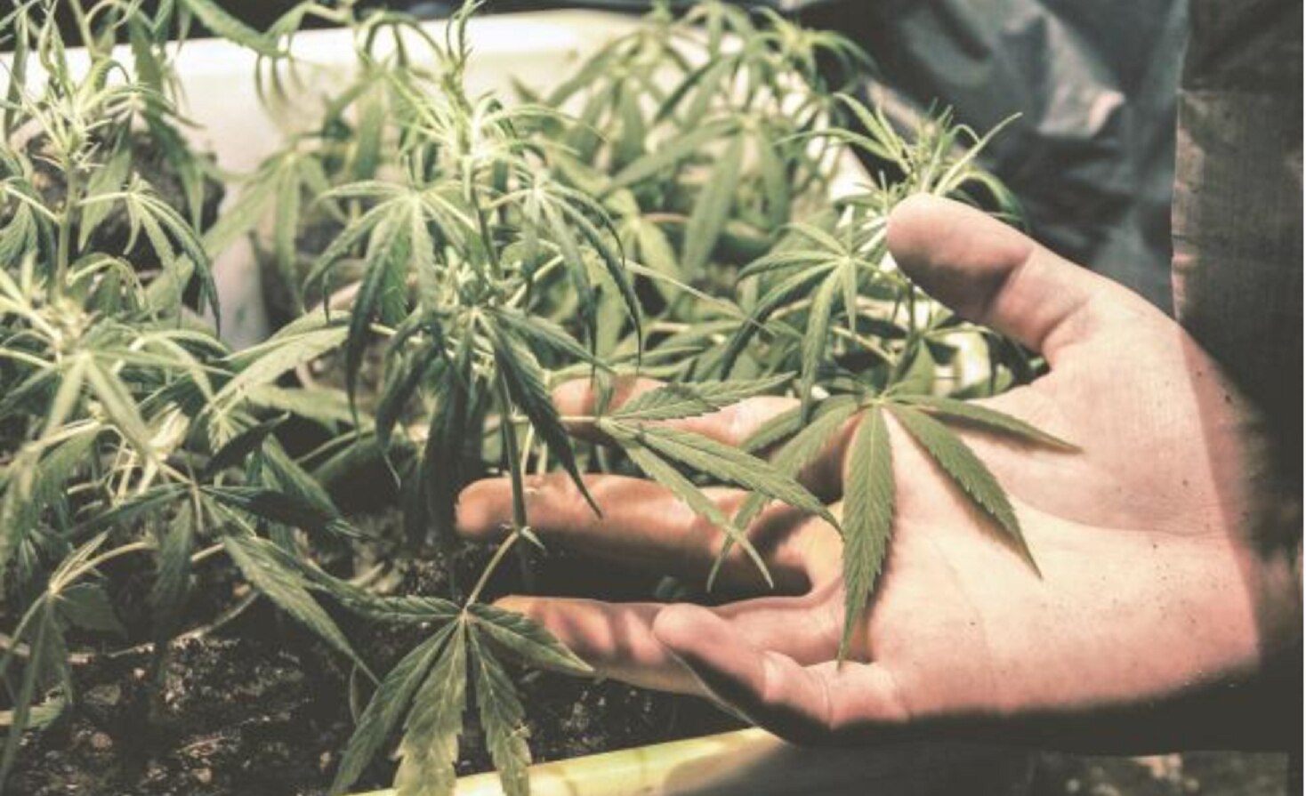 Sin control de drogas surgirían narcoestados