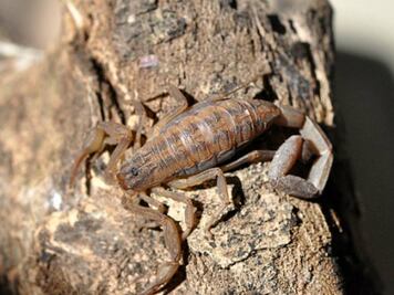 Alerta IMSS por picaduras de alacrán