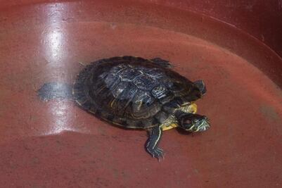 Vivario de la UAQ. Reptiles son rescatados y amados 