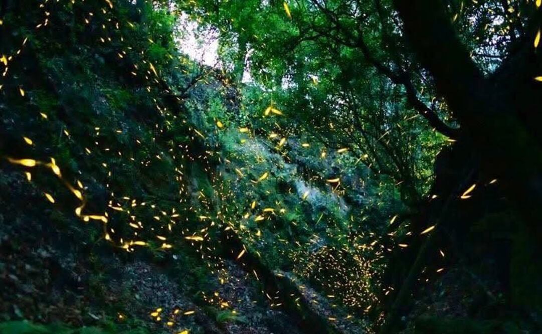 Luciérnagas en Querétaro. Foto: Secretaría de Turismo de México