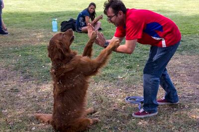 El mejor amigo. Desde terapeuta hasta rescatista
