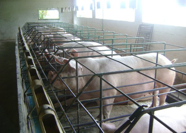 Querétaro reduce su actividad porcícola