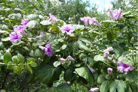 3 fascinantes plantas latinoamericanas recién descubiertas por la ciencia