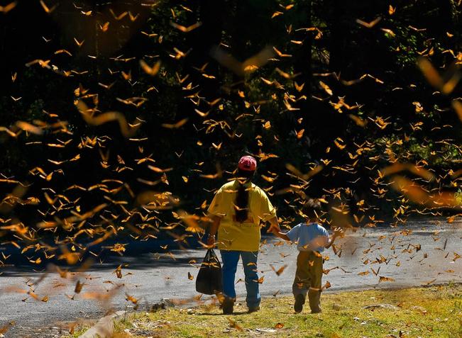 Ambientalista pide proteger a mariposas