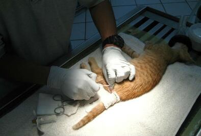 Inician campaña de esterilización