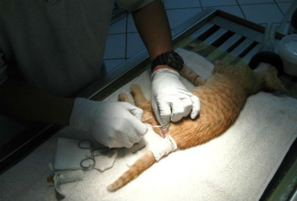 Inician campaña de esterilización