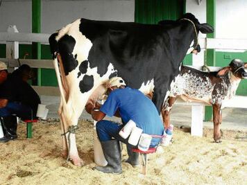 Albergará estado congreso lechero