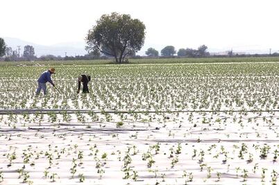 Cereales y forrajes 86% de cosecha