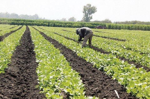 Subirá producción de maíz y frijol