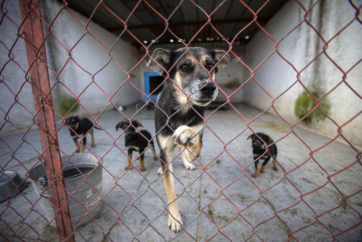 Hasta 36 mil pesos de multa a quien maltrate animales en El Marqués, Querétaro