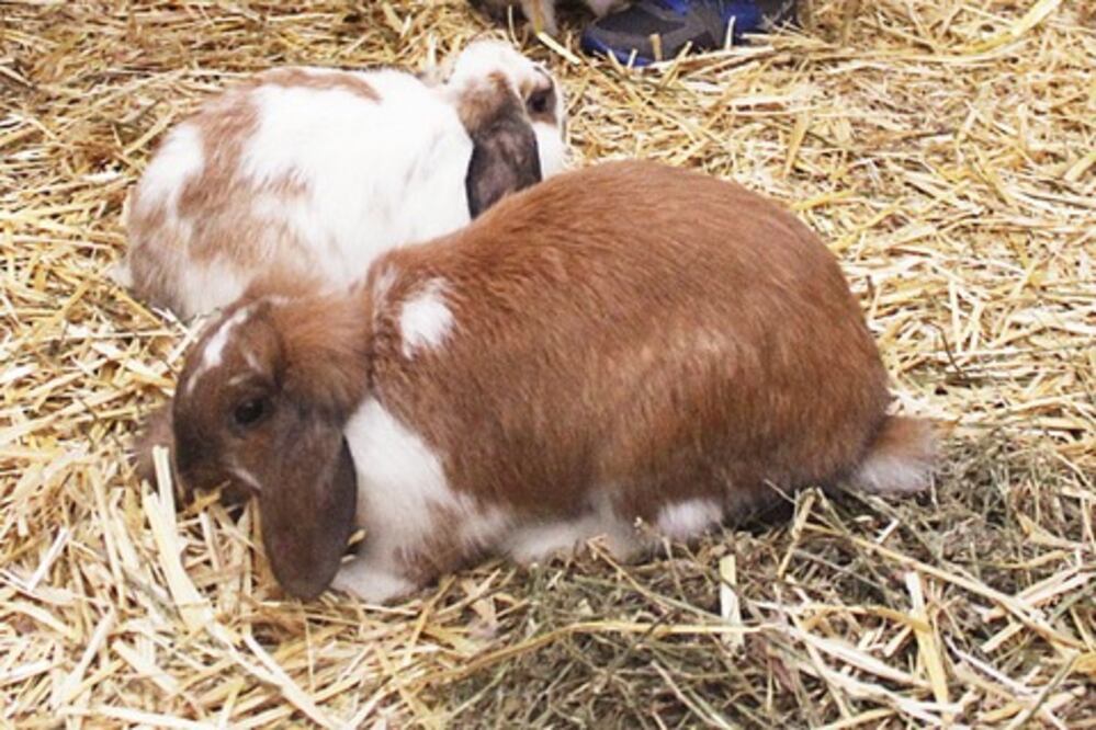 Impulsa Sedesu proyecto de cunicultura