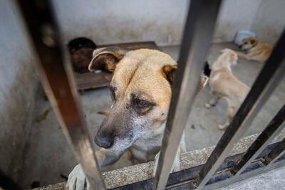 Suman más de 180 denuncias de maltrato animal en Querétaro, en lo que va de 2022 