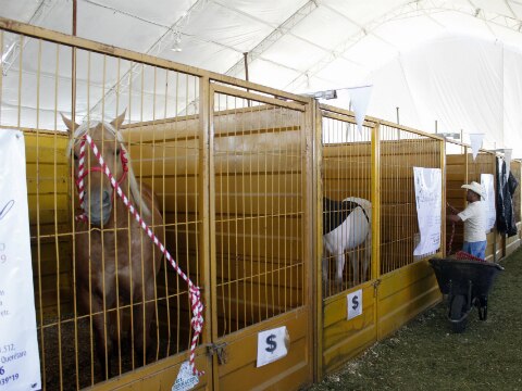 Cría de caballos, ‘jugoso’ negocio 