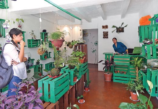 Profesionistas impulsan "Arte Vivo"