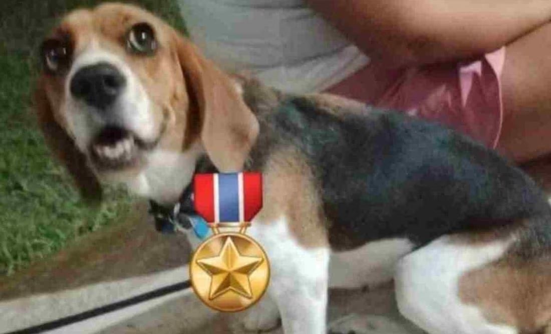 Los dueños de Aika compartieron que estaba jugando con unos niños cuando empezó a ladrar desesperadamente. Foto: Especial