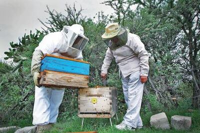 Desplome. Apicultores enfrentan crisis