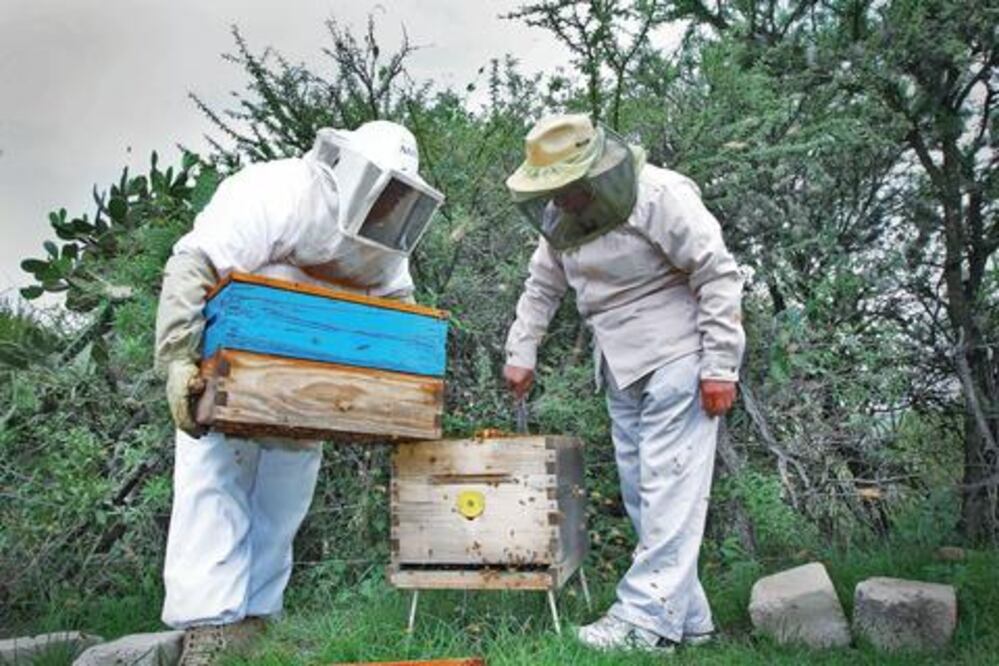 Desplome. Apicultores enfrentan crisis 