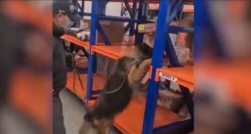 Captan el momento en el que un lomito halla droga; el paquete se dirigía a Guanajuato