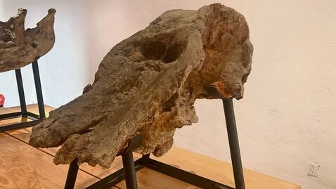 Más de 6 millones de años, en el Museo de la Ciudad