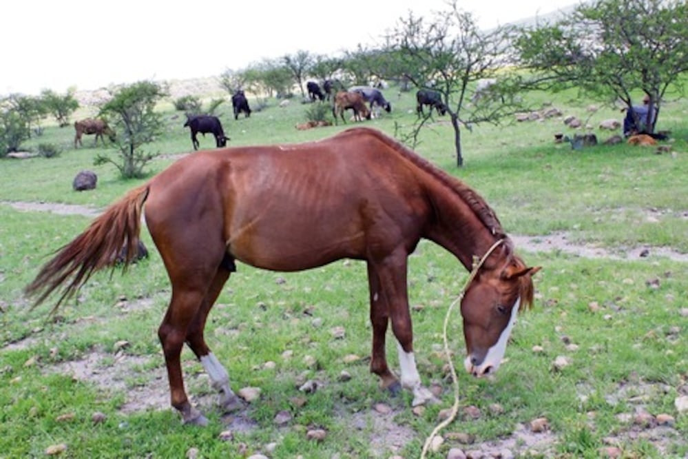 Charros denuncian el robo de mil caballos en 2014