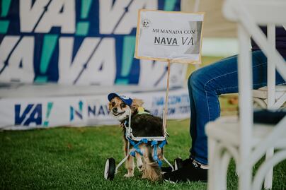 Querétaro podría tener un centro de atención animal en cada una de sus delegaciones