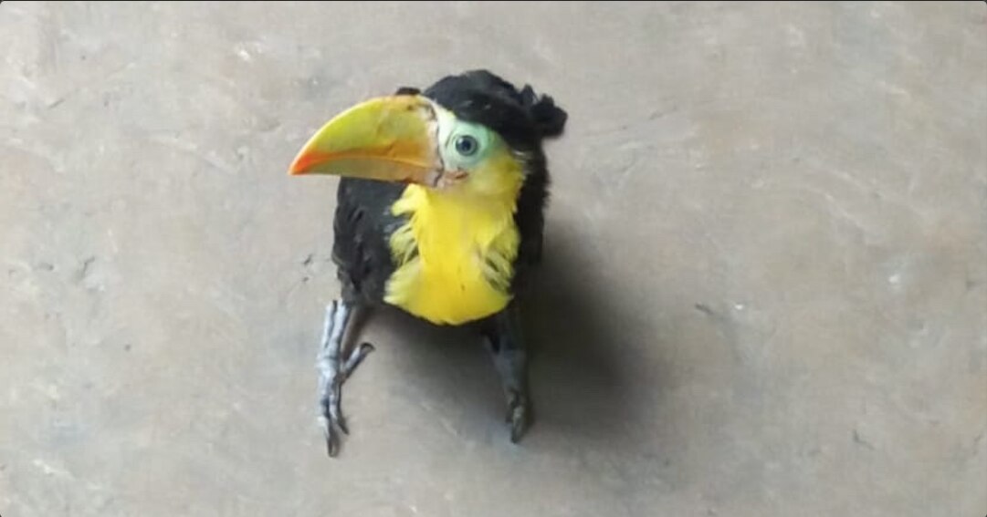 Video. Hallan un tucán en Querétaro, fue localizado tras reporte de vecinos